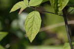 Loomis' mountainmint